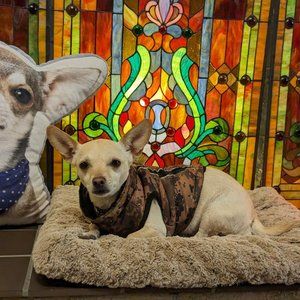 Chihuahua